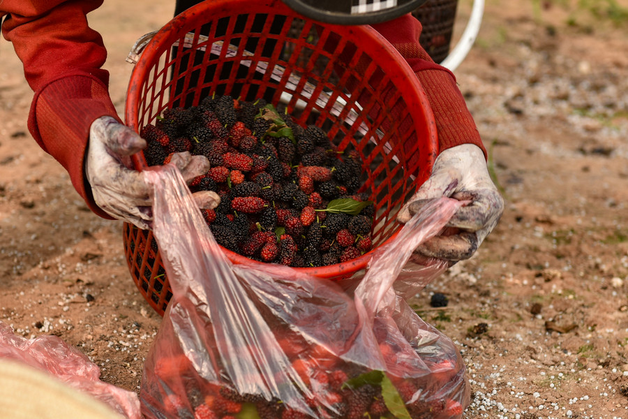 Nhiều người trực tiếp mua dâu tại vườn để có thể chọn những quả chín đen với số lượng từ 2kg đến 5kg để làm siro, nước ép, mứt…