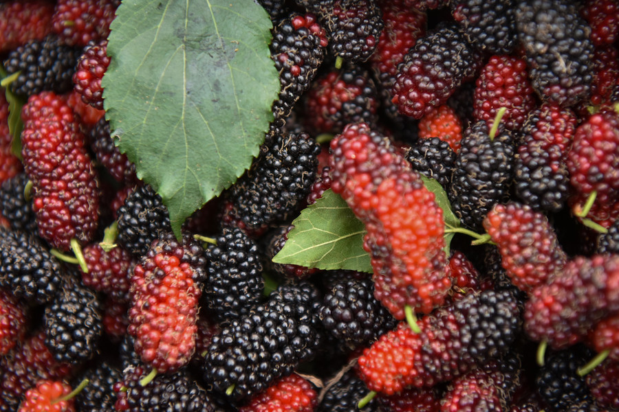 Những hộ dân trồng dâu lâu năm, có số lượng lớn thì thương lái sẽ về tận vườn thu mua.