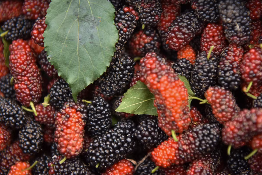 Những hộ dân trồng dâu lâu năm, có số lượng lớn thì thương lái sẽ về tận vườn thu mua.