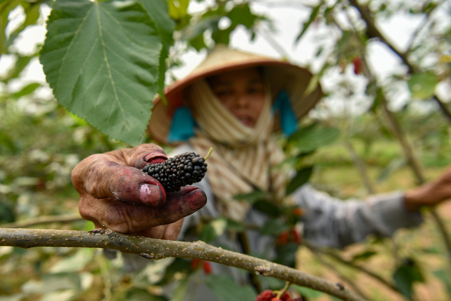 Khi quả dâu chuyển màu nửa đỏ, nửa đen hoặc tím thẫm là thời điểm cần thu hái, cần bứt quả nhẹ nhàng, nếu không sẽ làm nát hay rụng các quả khác.