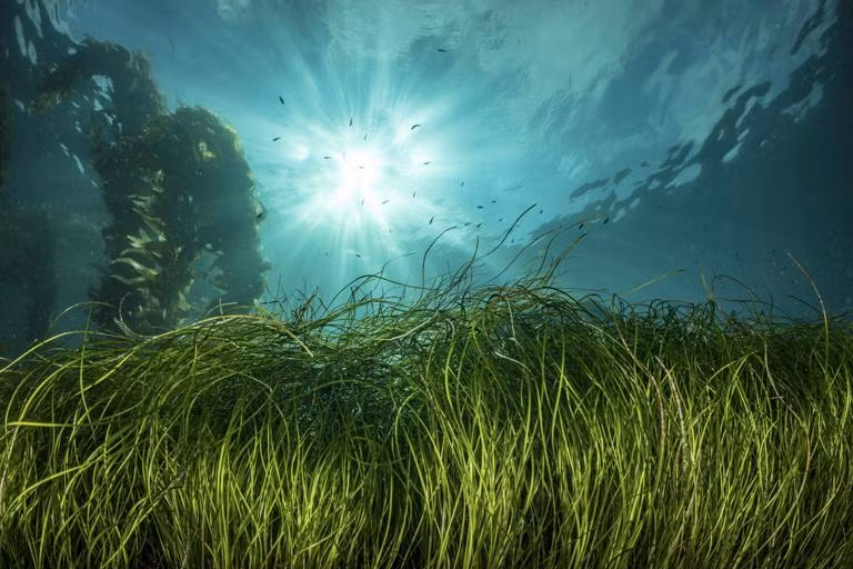 Trong một nghiên cứu công bố vào ngày 1/11, các nhà khoa học ghi nhận rừng cỏ biển ở Bahamas lớn nhất thế giới. Ảnh: Tswinner/Getty.