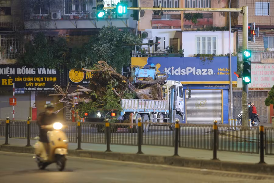 Hàng cây xanh tại phố Chùa Bộc đã được đánh chuyển đi trong đêm để thực hiện mở rộng vỉa hè, xây cầu thép.