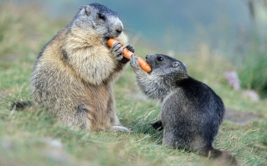 A pair of marmots share a carrot at Austria