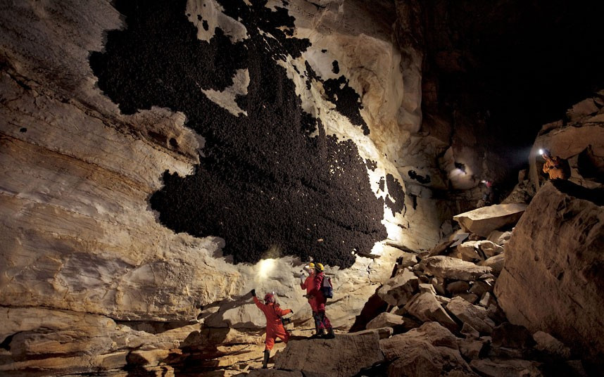 Holy Batcave! At first glance the inside of this cave looks no different to any other, but Hubbard cave in Tennessee is home to hundreds of thousands of bats, forming huge dark patches on the walls of the cave 