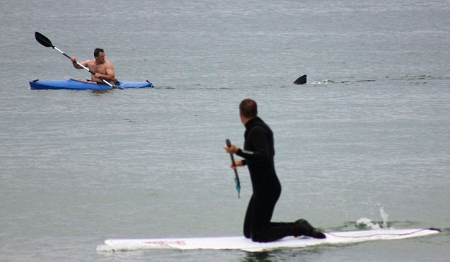 Walter Szulc Jr definitely had a ’Jaws-dropping’ first experience in a kayak - his quiet day at Nauset Beach, Cape Cod, turned into something out of the classic horror film as he was followed by a great white shark. This is the fourth shark sighting near Cape Cod in just over a week as the waters are filling up with seals, the favorite food for sharks.