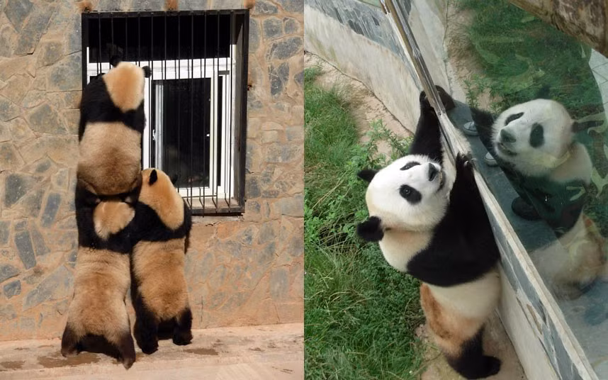 Ảnh động vật đẹp trong tuần ảnh 5 Giant pandas look through a window at the Yunnan Wild Animals Park. Three female giant pandas are to return home to the Wolong Panda Base in southwest China