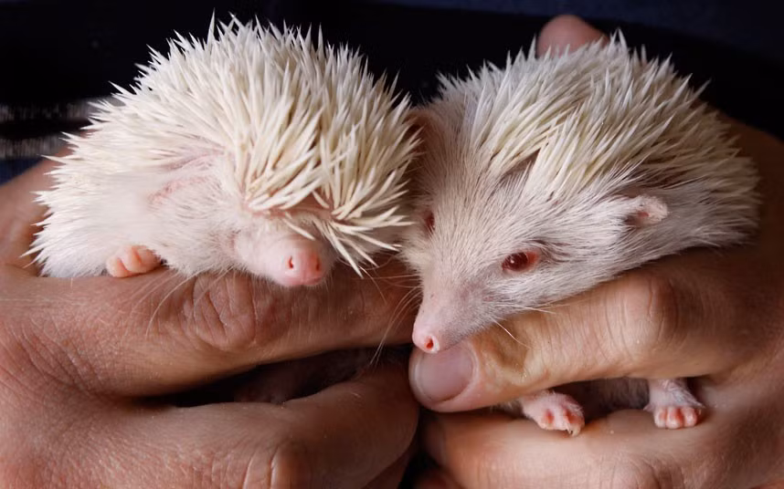 Ảnh động vật đẹp trong tuần ảnh 1 A couple of rare albino hedgehogs are photographed in a pet shop in Johannesburg, ahead of the World of Cats, Dogs and Pet Exhibition at the end of the month