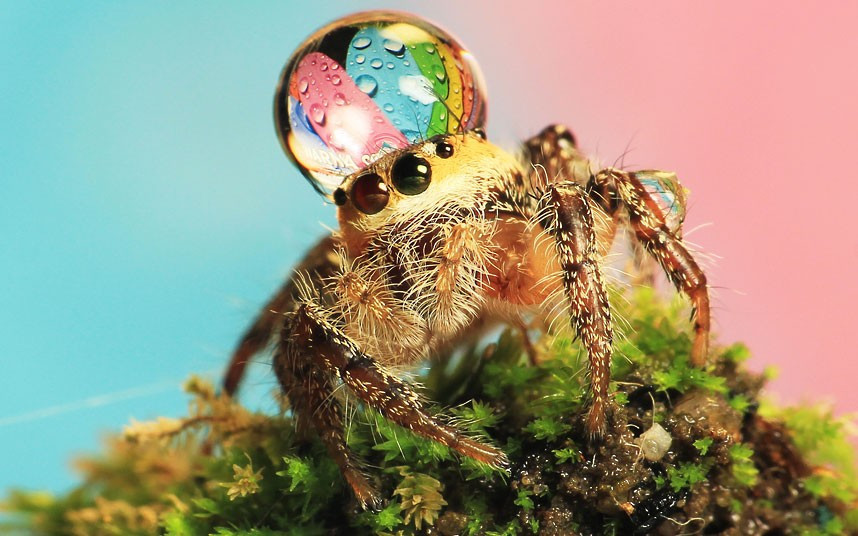 A rain droplet rests on the head of a jumping spider in this image snapped by photographer Uda Dennie in his garden, in Batam Island, Indonesia
