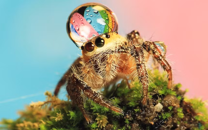 Ảnh động vật đẹp trong tuần ảnh 6 A rain droplet rests on the head of a jumping spider in this image snapped by photographer Uda Dennie in his garden, in Batam Island, Indonesia