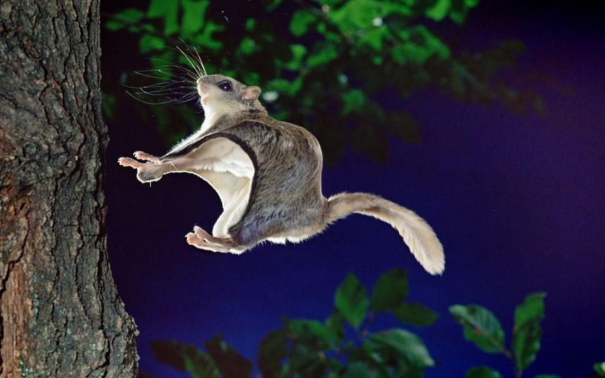A southern flying squirrel is captured in mid-air as it about to land on a tree trunk. This tiny squirrel regularly makes 150-foot leaps through the trees. The nocturnal animal was caught on camera by British photographer Kim Taylor making its nighttime jumps at his own studio called Warren Photographic, in Guildford, Surrey.