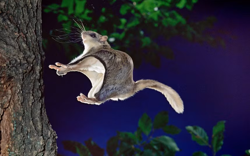 Ảnh động vật đẹp trong tuần ảnh 2 A southern flying squirrel is captured in mid-air as it about to land on a tree trunk. This tiny squirrel regularly makes 150-foot leaps through the trees. The nocturnal animal was caught on camera by British photographer Kim Taylor making its nighttime jumps at his own studio called Warren Photographic, in Guildford, Surrey.