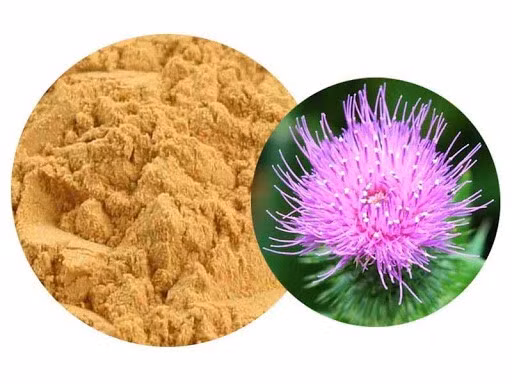 Silymarin trong cây kế sữa được nghiên cứu rất nhiều về tác dụng bảo vệ gan