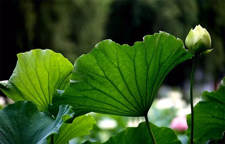 Ở giai đoạn nhẹ, người bị gan nhiễm mỡ uống lá sen có thể khỏi hoàn toàn