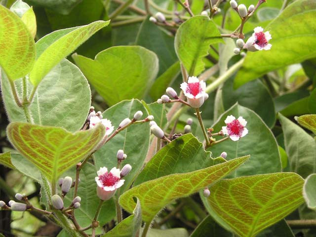 Trị lỵ, đau dạ dày, co giật, làm lành vết thương nhờ lá mơ.