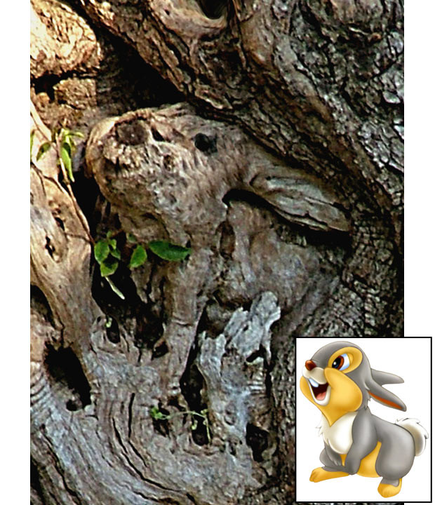 This tree trunk seems to contain a likeness of Thumper the rabbit from the Disney film Bambi. The likeness was spotted by keen photographer Valery Barash in the Ben Shemen forest in Israel. For a moment he thought it must have been carved by a human but on closer inspection he quickly became convinced it was Mother Nature. He said: 