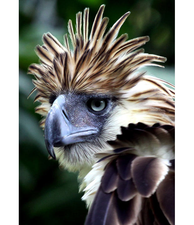 A seven-year-old Philippine Eagle (Pithecopaga jefferyi) named Binay displays its feathers at the Philippine Eagle Centre on the outskirts of Davao City, on the island of Mindanao. The giant forest raptor is endemic to the Philippines and is one of the largest and most powerful eagles in the world. It is however, also one of the world