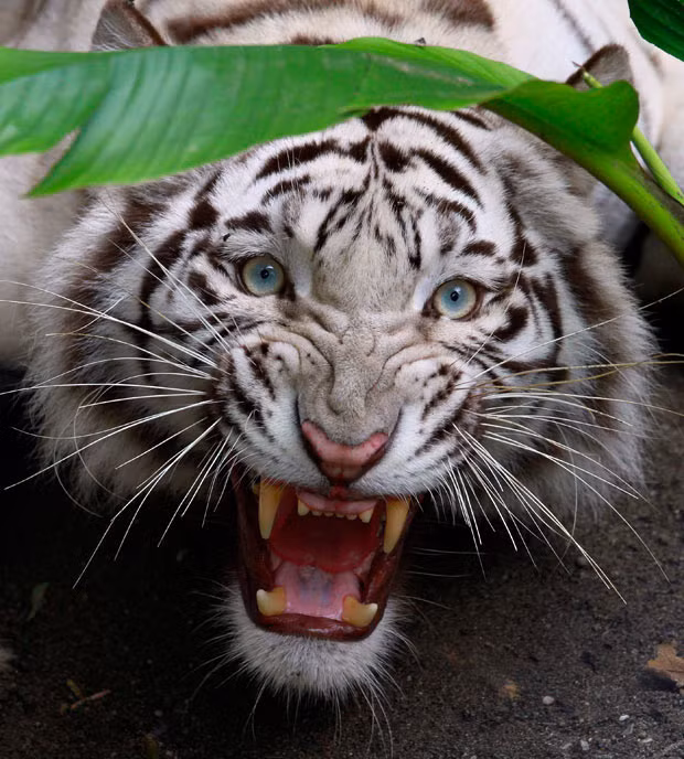 Indira, a white Bengal tiger, is seen inside a cage at Cali Zoo in Colombia
