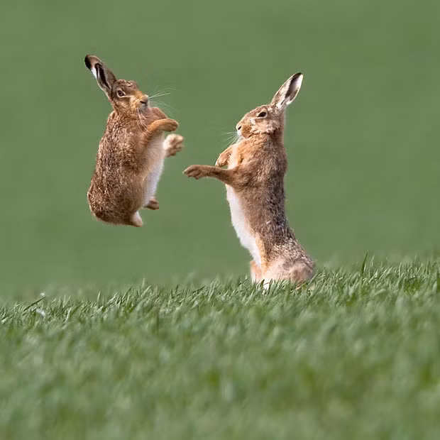 A female brown hare (L) jumps to avoid a male brown hare (R) as he shows off his fighting prowess to woo her in Leitholm, Berwickshire on the Scottish borders