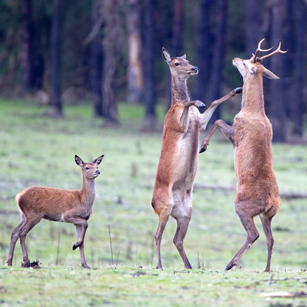 A deer rears up on her hind legs to protect her young calf from a stag during a boxing match. Photographer Paul Sawer took the picture in RSPB Minsmere nature reserve in Suffolk.