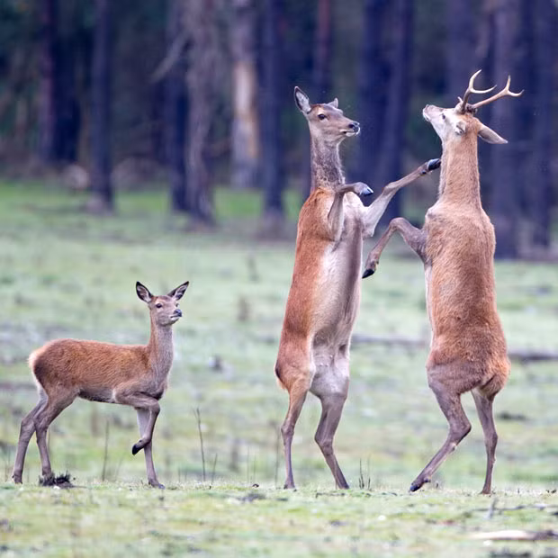 A deer rears up on her hind legs to protect her young calf from a stag during a boxing match. Photographer Paul Sawer took the picture in RSPB Minsmere nature reserve in Suffolk.