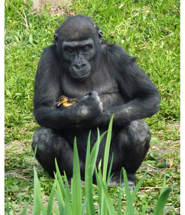 A gorilla cuddles a duckling that had strayed from a nearby moat at Bristol zoo. The duckling made it safely back to its home. 