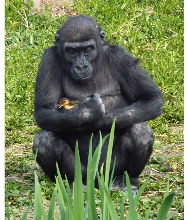 A gorilla cuddles a duckling that had strayed from a nearby moat at Bristol zoo. The duckling made it safely back to its home. 