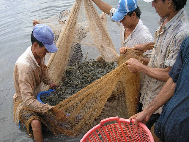 Nuôi cá tôm trước áp lực nguyên liệu đắt đỏ
