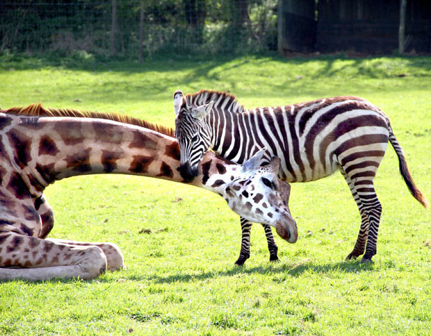 The recent weather at Noahs Ark Zoo Farm in Bristol seems to have had a warming effect on the relationships between some of the animals. The zoo