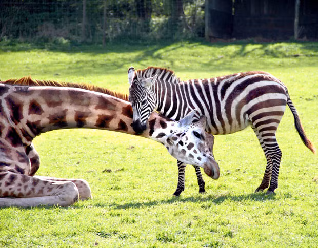 The recent weather at Noahs Ark Zoo Farm in Bristol seems to have had a warming effect on the relationships between some of the animals. The zoo