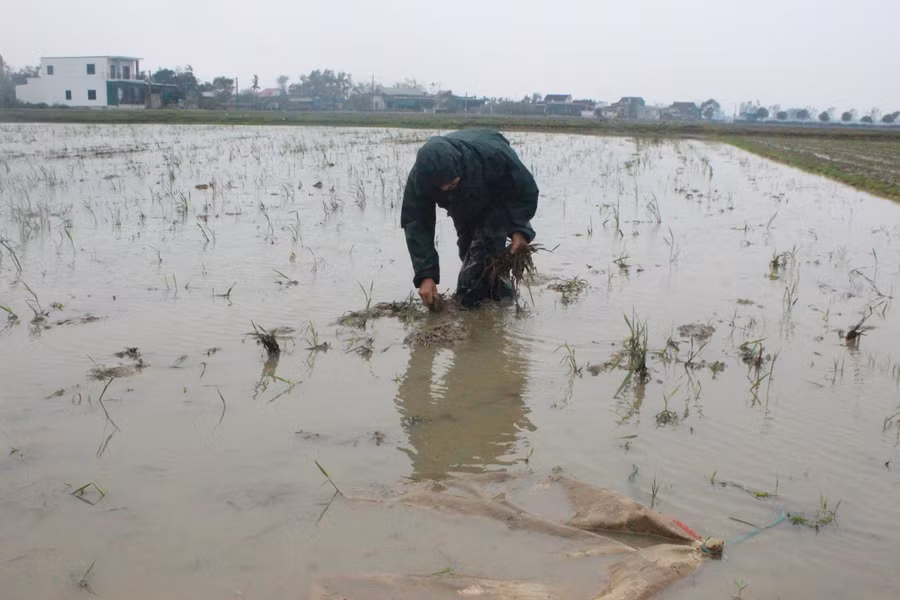 Hà Tĩnh rét căm căm, người dân đốt củi sưởi ấm trên phố ảnh 11