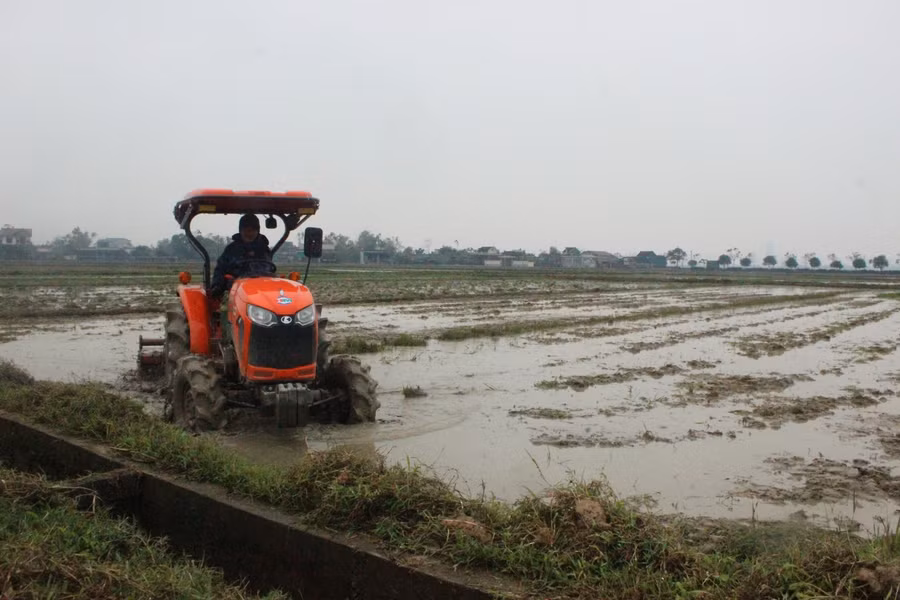 Để kịp mùa vụ, nông dân tại xã Tượng Sơn (huyện Thạch Hà) vẫn dầm mình trong cái rét buốt da thịt xuống đồng sản xuất.