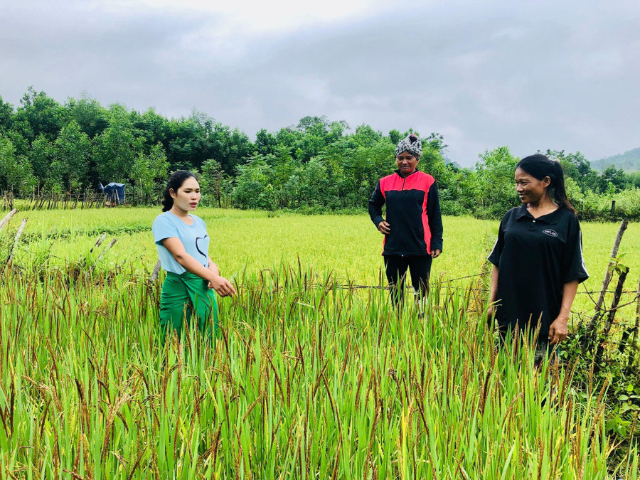 Bí thư chi bộ Hồ Thị Keng hướng dẫn bà con bản La Trọng 1 chăm sóc lúa nước. Bí thư chi bộ Hồ Thị Keng hướng dẫn bà con bản La Trọng 1 chăm sóc lúa nước.