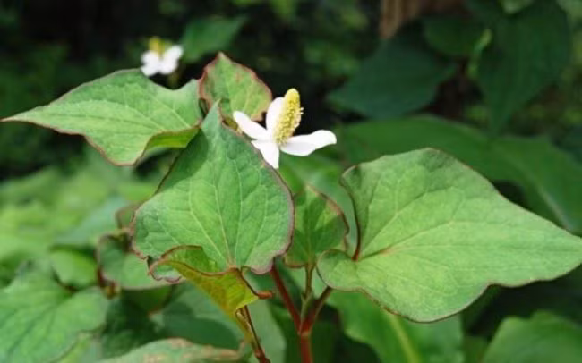 Diếp cá là bài thuốc dân gian chữa táo bón an toàn và hiệu quả