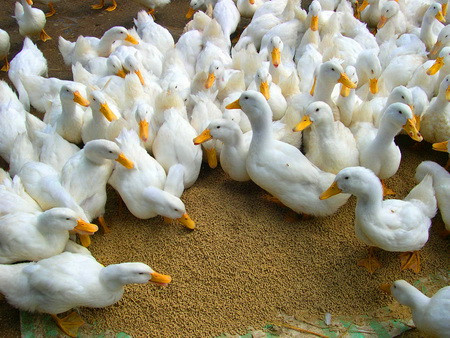 Người dân thường chăn nuôi gà vịt chạy đồng số lượng lớn nên nguy cơ xảy ra dịch và lây lan dịch bệnh là rất cao