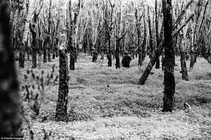 Landscape: This ruined rubber tree plantation shows the terrible toll a decade of war took on Vietnam. One of the most controversial aspects of the US military effort in Vietnam was the use of chemical defoliants between 1961 and 1971 Read more: http://www.dailymail.co.uk/news/article-2303845/Never-seen-images-Vietnam-War-eyes-soldier-hid-photographs-decades.html#ixzz2PYYoLBht Follow us: @MailOnline on Twitter | DailyMail on Facebook