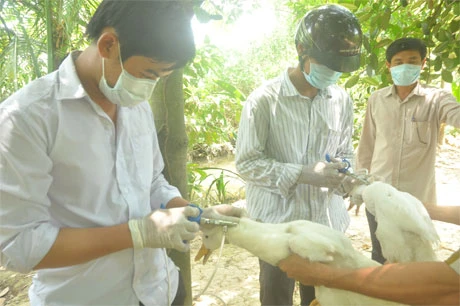 Phòng chống dịch trên đàn gia cầm: Không để &quot;trên quyết liệt, dưới thờ ơ&quot;