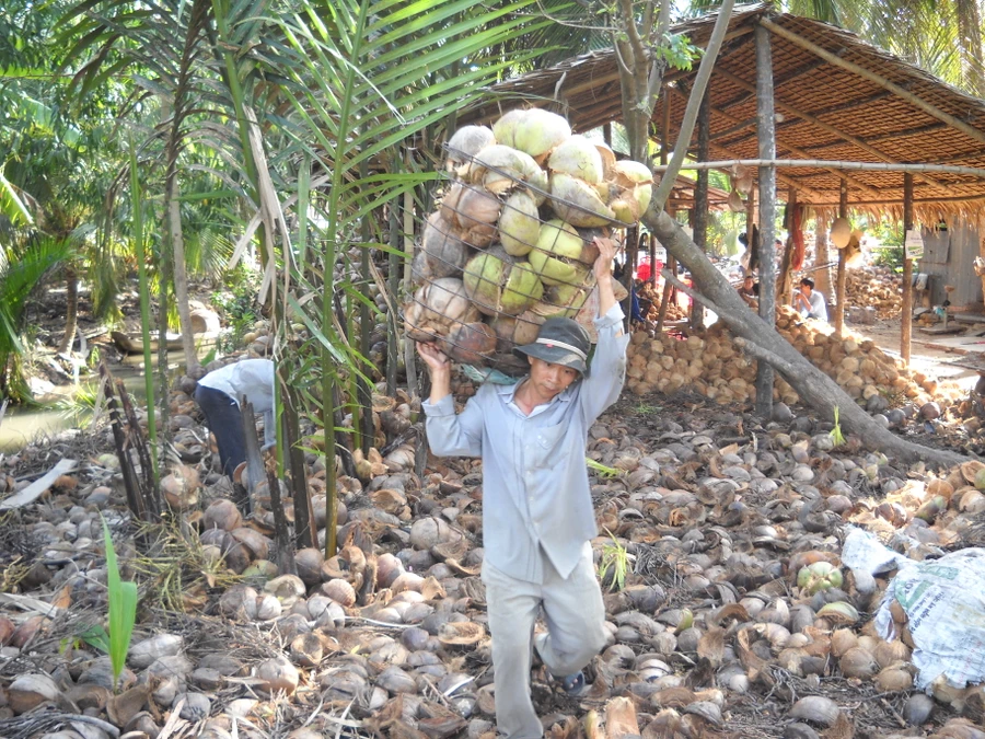 &quot;Cánh đồng mẫu dừa&quot; góp phần xây dựng nông thôn mới