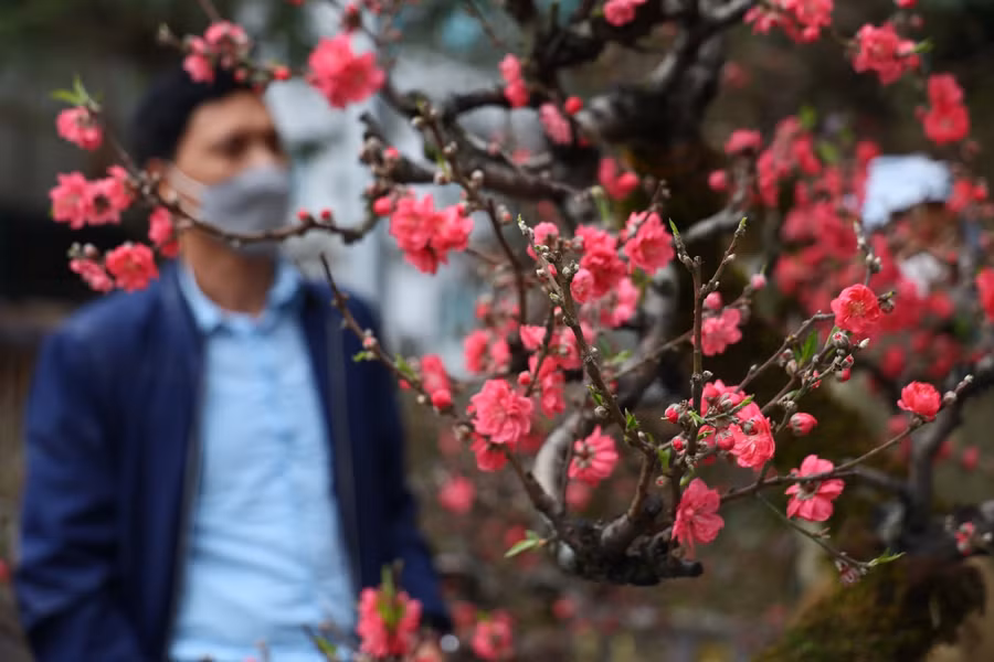 Sắc xuân ngập tràn nhiều đường phố Hà Nội ảnh 3