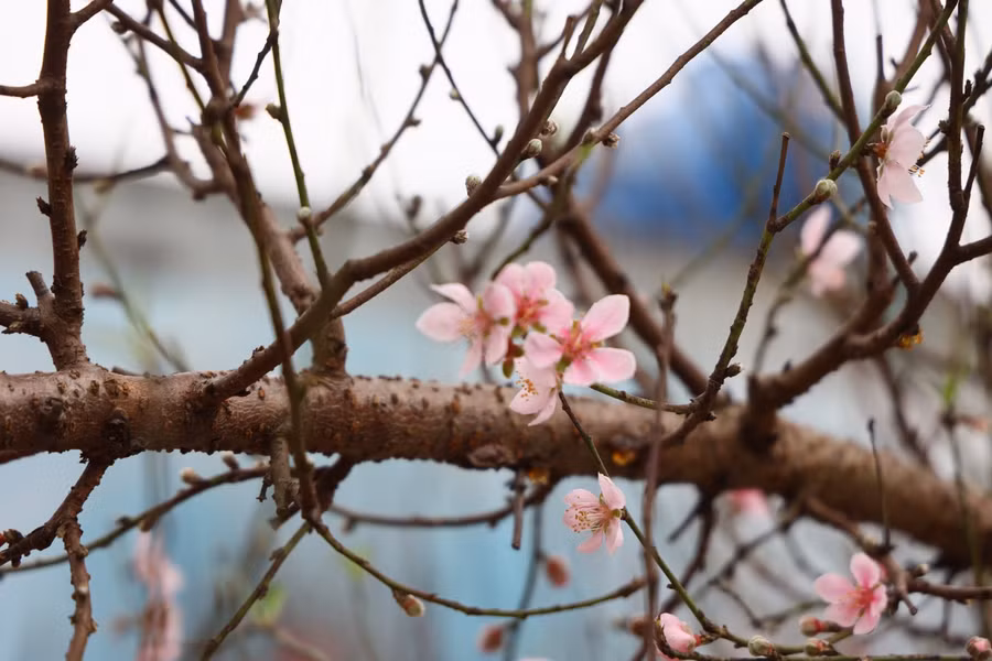 Hoa đào từ xưa đã không chỉ trở thành một biểu tượng của ngày Tết truyền thống Việt Nam, mà còn tượng trưng cho sự sinh sôi nảy nở, cho sức sống và sự tươi mới của mùa xuân, mang ý nghĩa tốt đẹp về một năm mới với nhiều may mắn.
