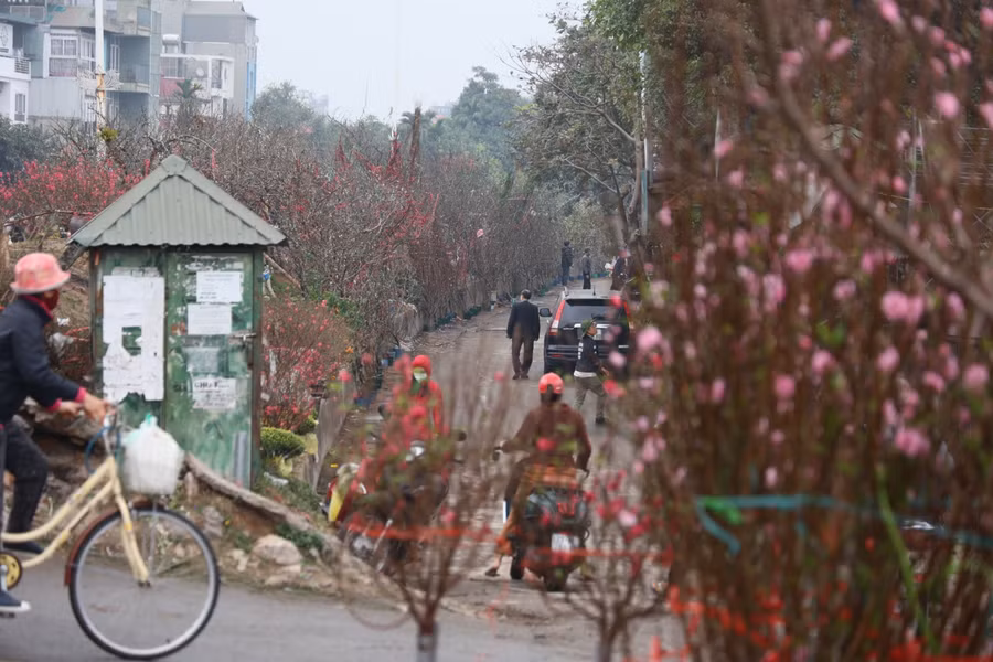 Hoa đào có màu sắc hồng tươi, cánh đều, đầy đặn, nở bung rất đẹp nên được xem là biểu tượng của mùa xuân đất Bắc.
