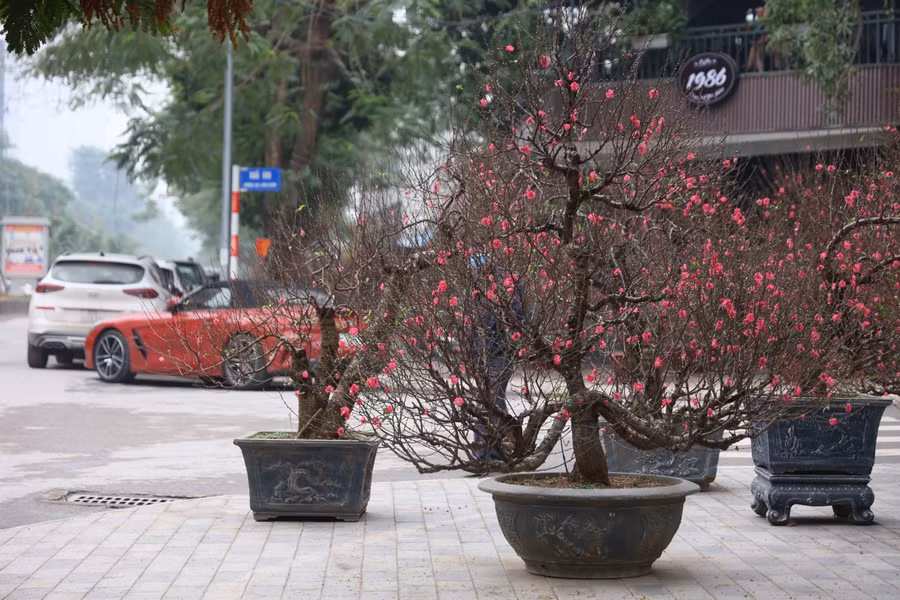 Những cành đào rực rỡ , dày hoa, dày nụ, nhiều lộc non khoe sắc dưới ánh nắng khiến cho nhiều người không khỏi xao xuyến.