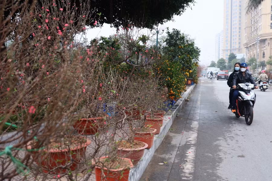 Chủ sạp đào trên đường Lạc Long Quân tranh thủ chăm chút, cắt tỉa các cành đào trong lúc vãn khách. Họ cũng phải chăm sóc cành đào rất tỉ mỉ, công phu như cắt tỉa những nụ hư, hoa héo, ngắt bông để hoa nở đồng loạt hay tưới nước thường xuyên để giữ cho hoa đào luôn tươi, từ đó nhằm chăm chút cho từng nhánh đào và đảm bảo những bông hoa tươi tắn nhất, phục vụ những người yêu hoa.