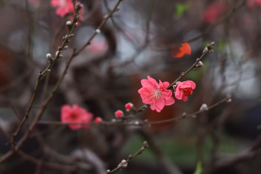 Những bông hoa đào đang khoe sắc trong thời tiết giá lạnh của Thủ đô.