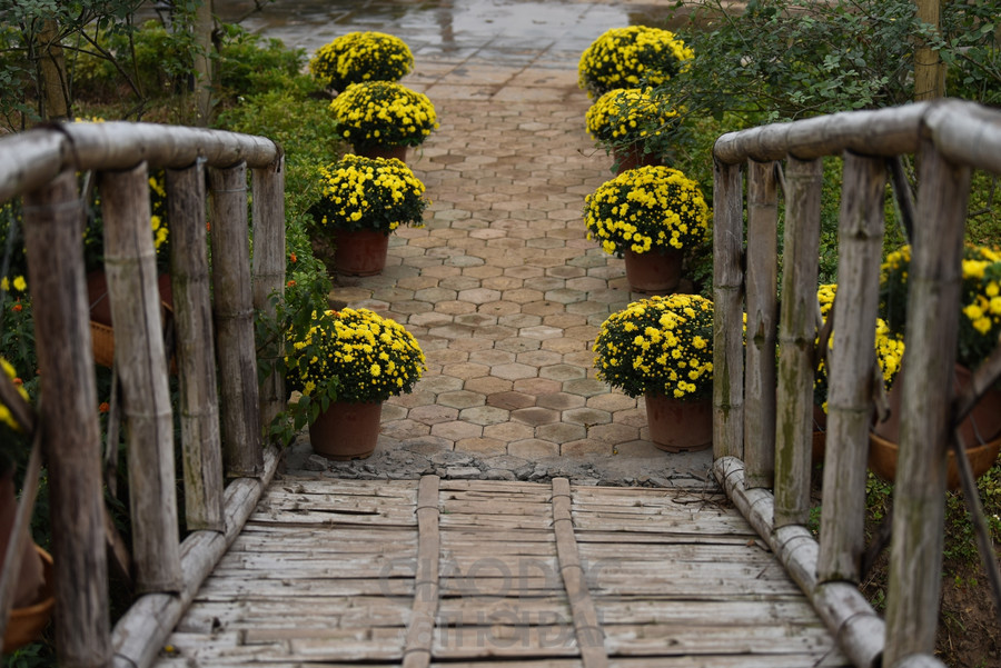 Vào những ngày gần Tết Nguyên đán những loài hoa đặc trưng của Tết cũng đã góp tô điểm thêm sắc màu cho nơi đây.