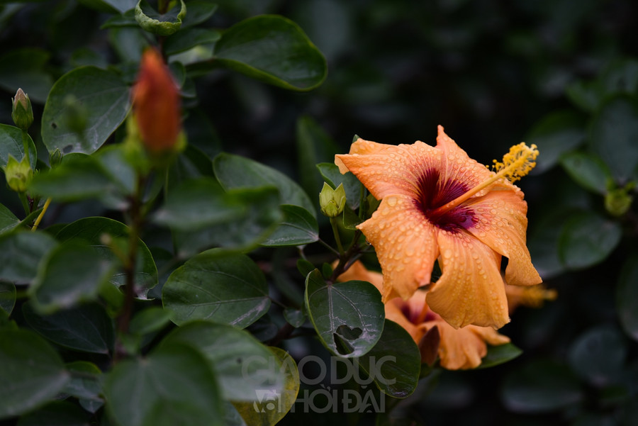 Trở về tuổi thơ với ngôi làng ngay giữa lòng Hà Nội  ảnh 8