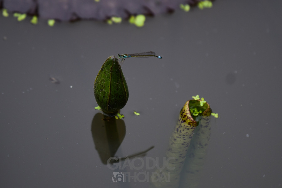 Trở về tuổi thơ với ngôi làng ngay giữa lòng Hà Nội  ảnh 30