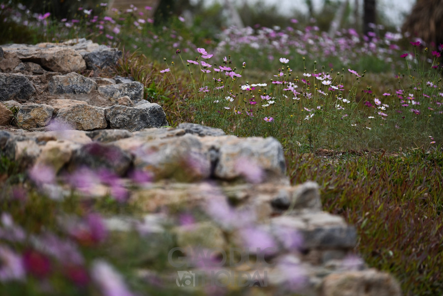 Con đường bằng đá, bằng gỗ được dựng lên nằm giữa những dãy hoa.