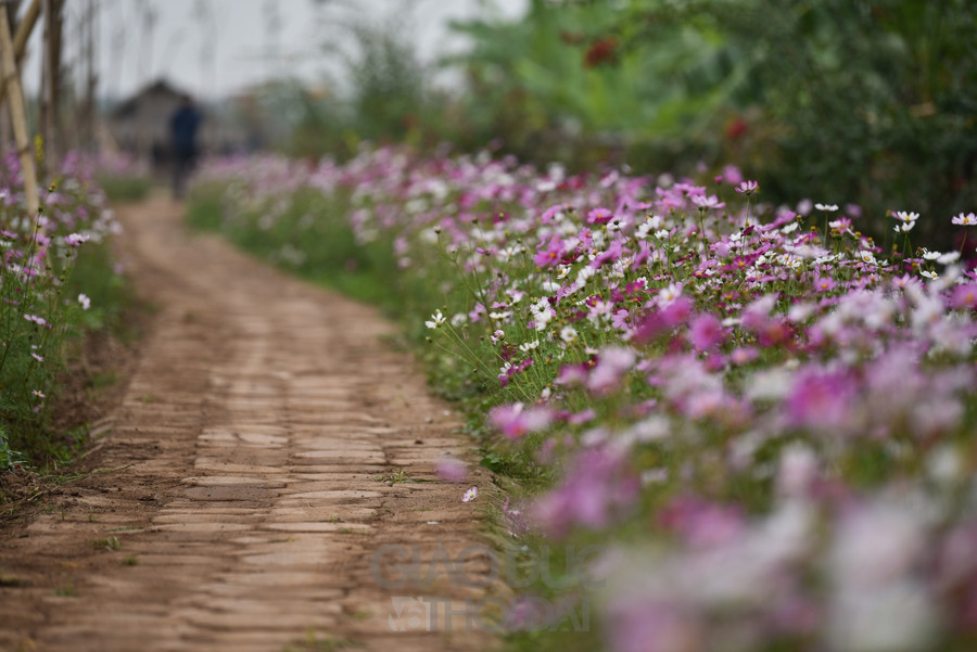 Trở về tuổi thơ với ngôi làng ngay giữa lòng Hà Nội  ảnh 12