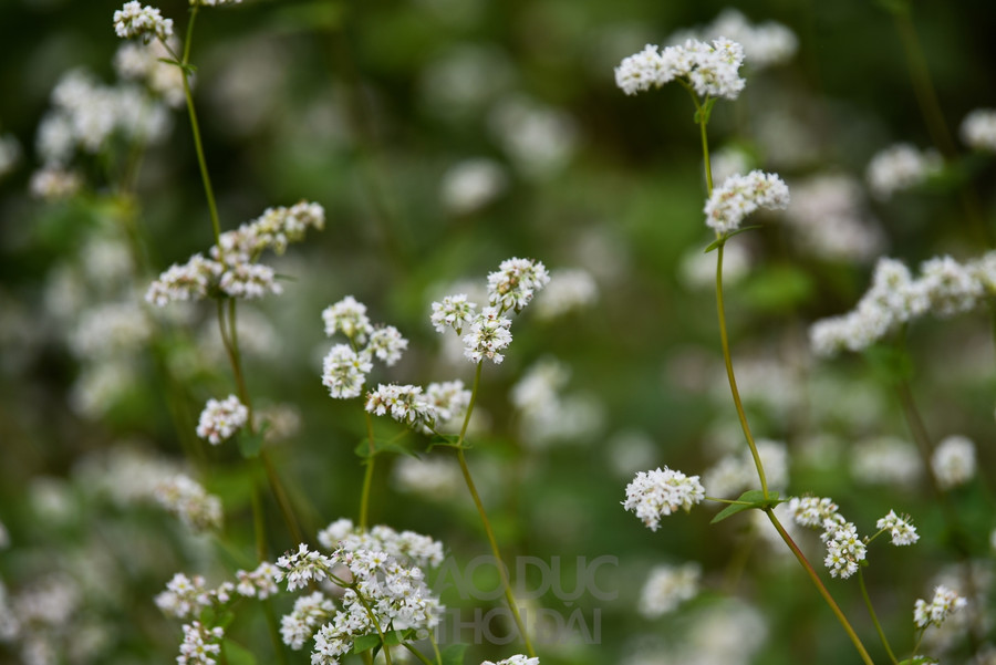 Trở về tuổi thơ với ngôi làng ngay giữa lòng Hà Nội  ảnh 4