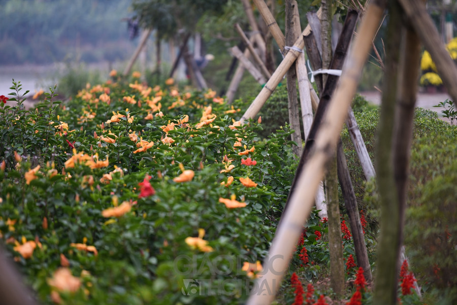 Trở về tuổi thơ với ngôi làng ngay giữa lòng Hà Nội  ảnh 9